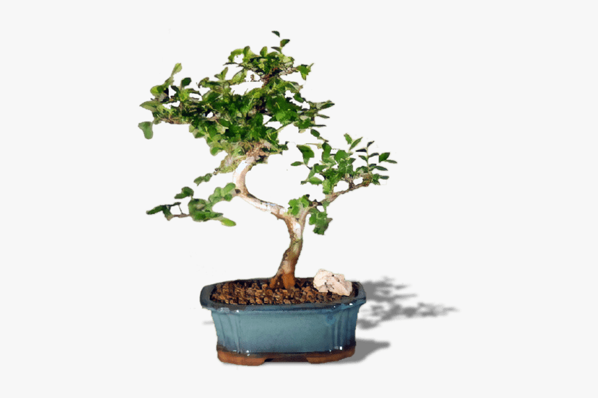 Chinese Elm Bonsai Png, Transparent Png