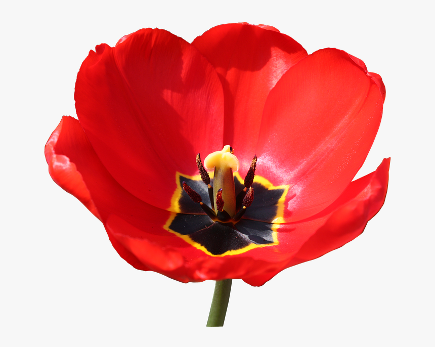 Red Stamp Png - Red Close Up Of A Open Tulpen, Transparent Png