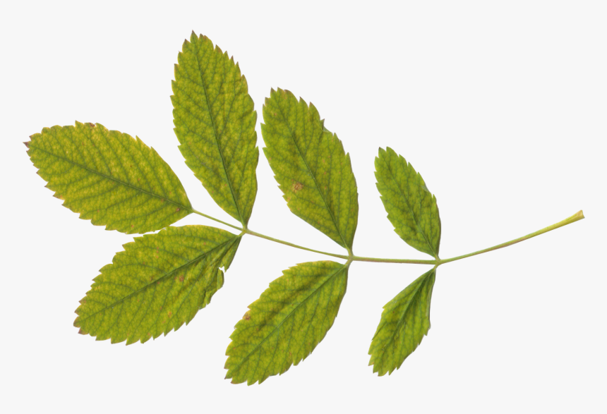 Green Twenty Two Isolated - Leaves With Stem Png, Transparent Png