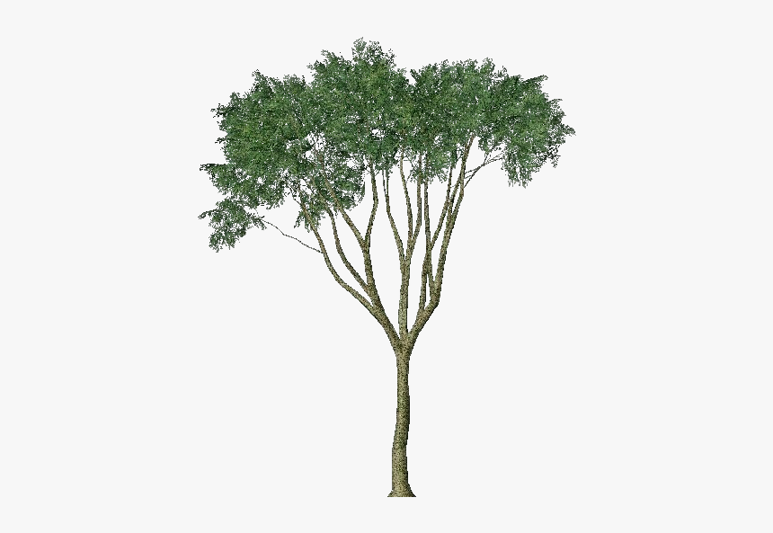 3d Trees - Country Elm - Acca Software - Pond Pine, HD Png Download
