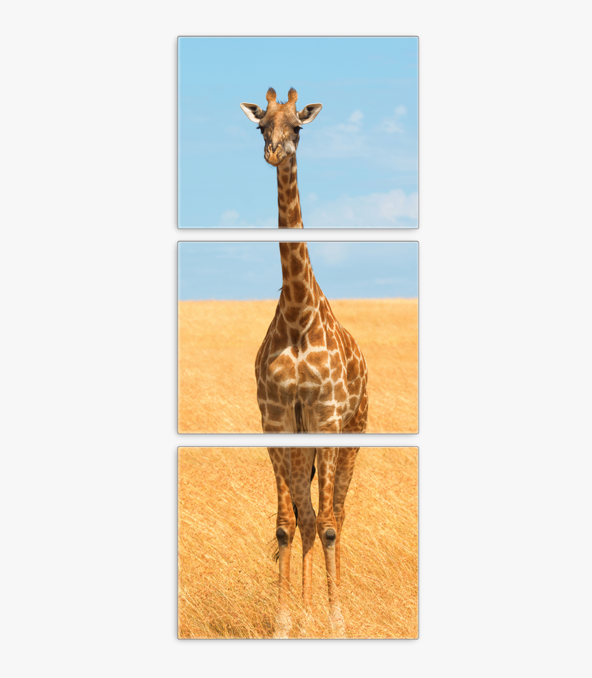 Giraffe, HD Png Download