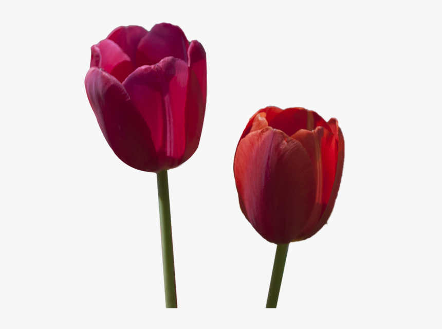Tulipanes Rojos Pintados En Oleo En Grande, HD Png Download