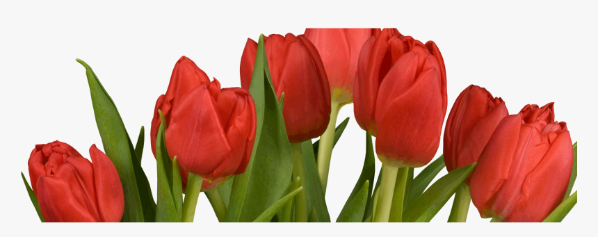 Tulip, HD Png Download