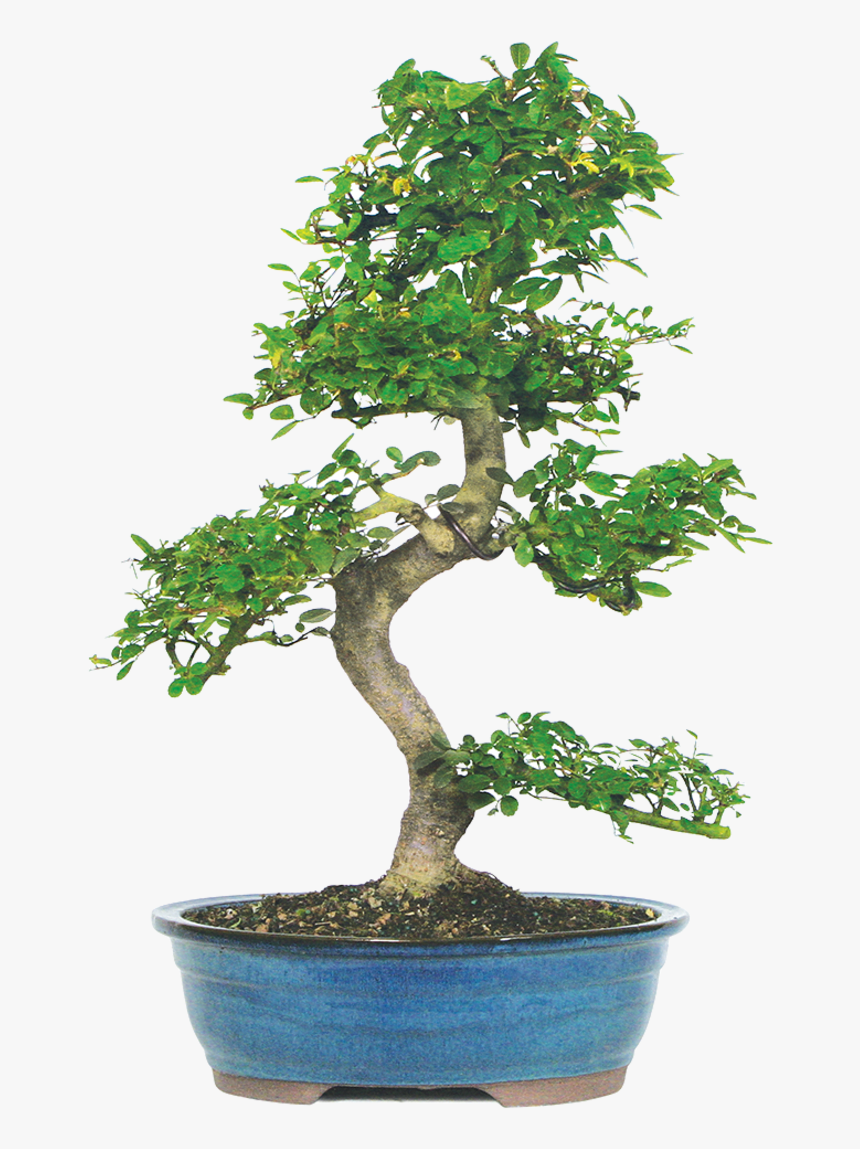 Transparent Elm Tree Png - Bonsai En Pot, Png Download
