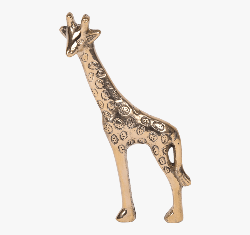 Giraffe, HD Png Download