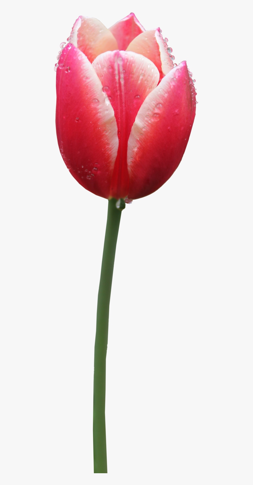 Tulip - Tulip Png, Transparent Png