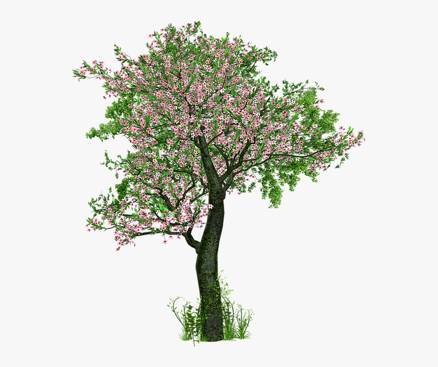 Tree, Deciduous Tree, Flowers, Grass, Digital Art - Trees With Flowers Png, Transparent Png
