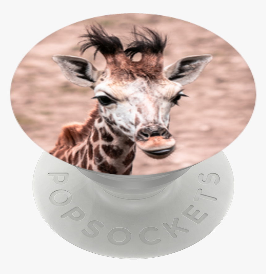 Giraffe, HD Png Download