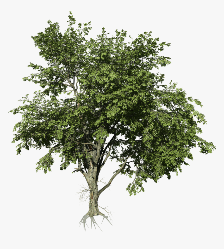 River Birch, HD Png Download