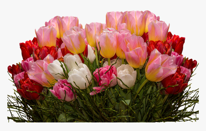 Tulips, Png, Nature, Flowers, Tulpenzwiebel, Spring - Transparent Tulips Flowers, Png Download