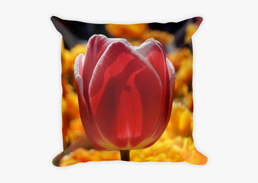 Tulip, HD Png Download