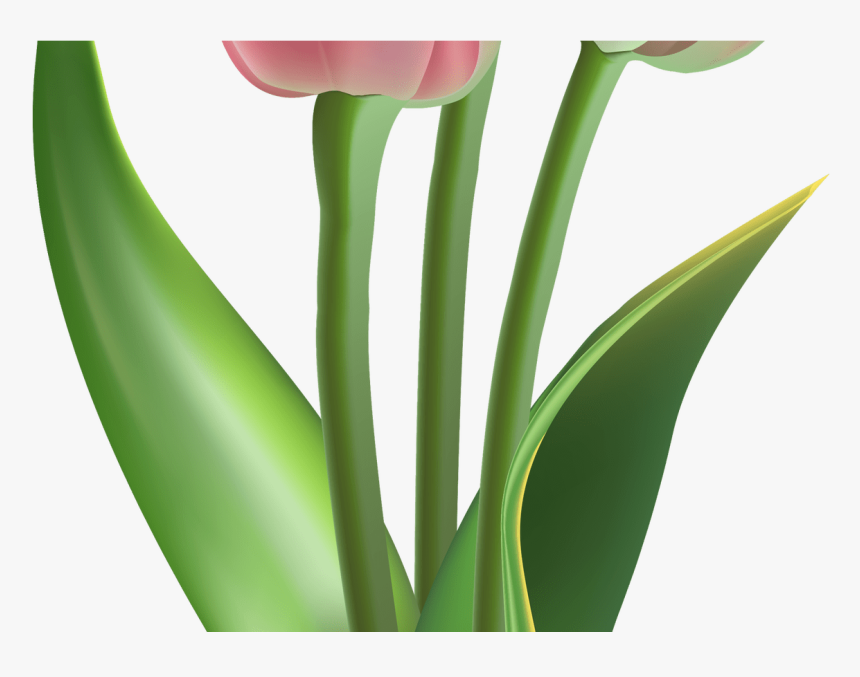 Tulip Flower Meaning In Telugu Best Flower Site