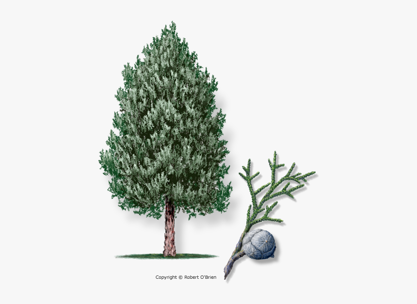 Picture Arizona Cypress Austin Texas, HD Png Download , Transparent
