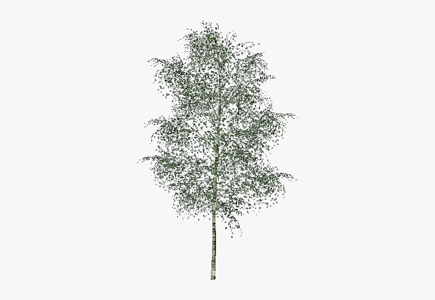 3d Trees - Elm - Acca Software - 3d Trees Png Black And White, Transparent Png