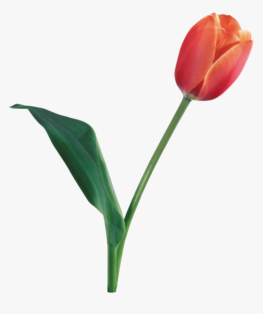 Tulip Png Image - Tulip Png, Transparent Png