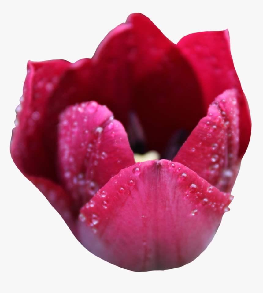 Tulipa Humilis, HD Png Download