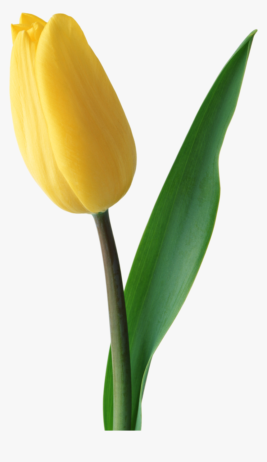 Tulips Are Red - Yellow Tulips Flower Png, Transparent Png