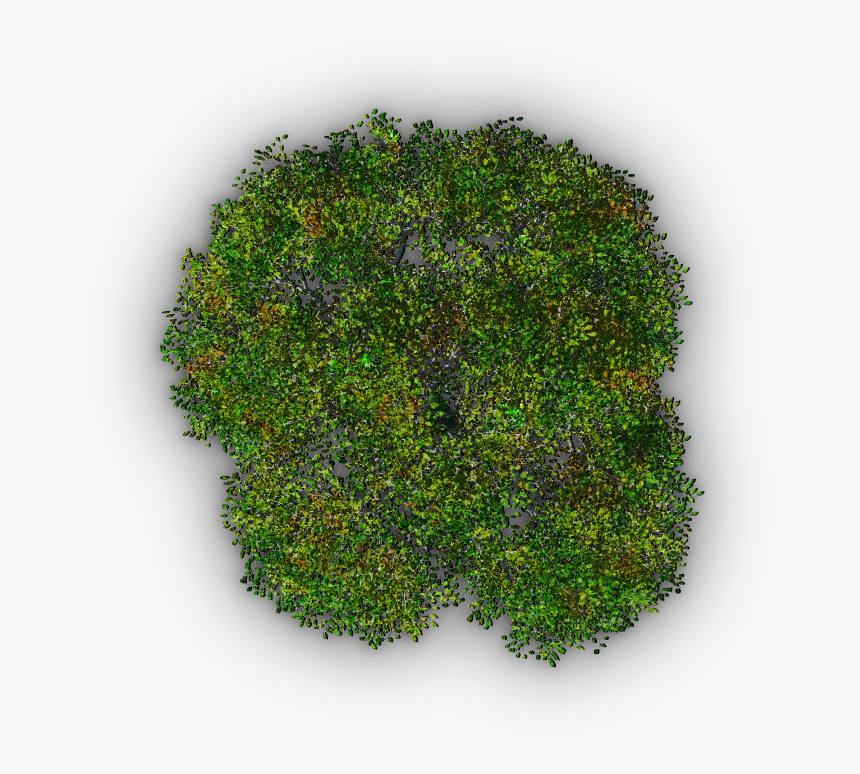 Moss, HD Png Download