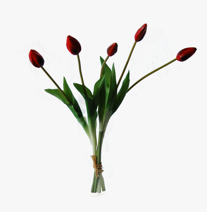 Red Tulip Png, Transparent Png