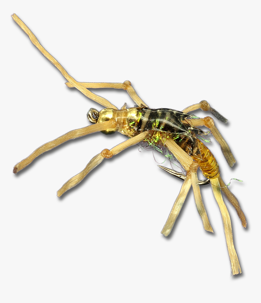Rolling Stone - Gold - Insect, HD Png Download