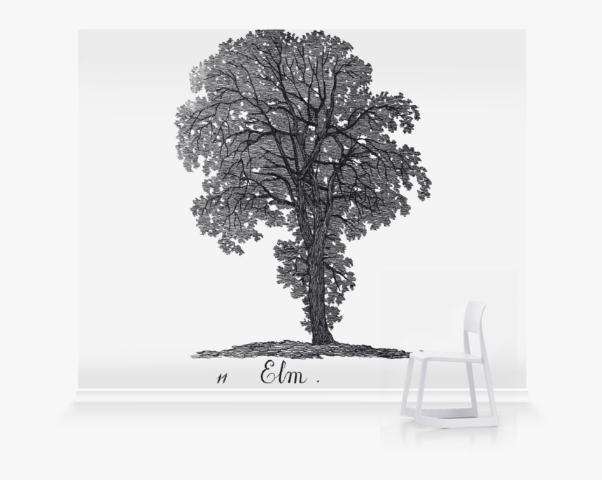 Oak, HD Png Download