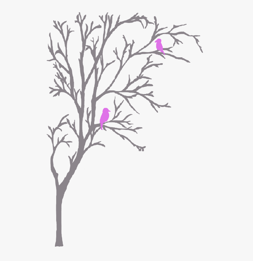 Elmtree - Rosa Glauca, HD Png Download