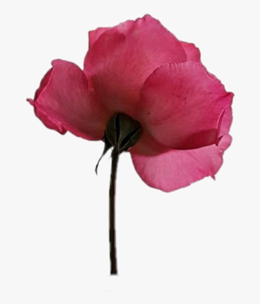 #flower #red #redflower #tulip #tulips #redtulip #flowermatch - Frases De La Poetisa Loca, HD Png Download