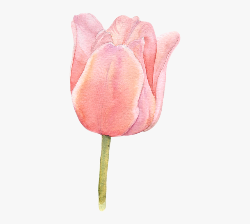 Tulip Flower Watercolor Png, Transparent Png