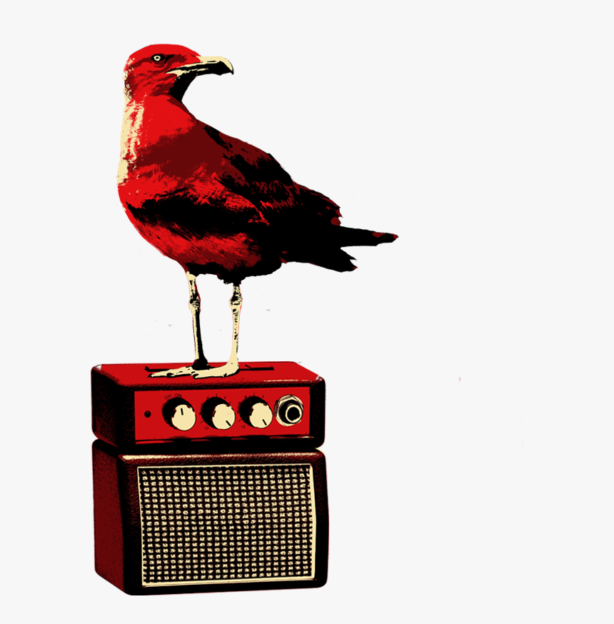 Phasianidae, HD Png Download