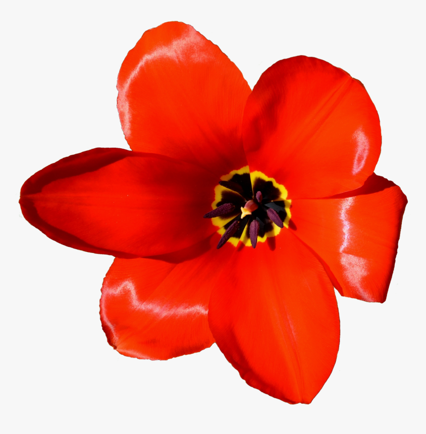 Flower Tulip Petal Microsoft Powerpoint Presentation - Lily Family, HD Png Download