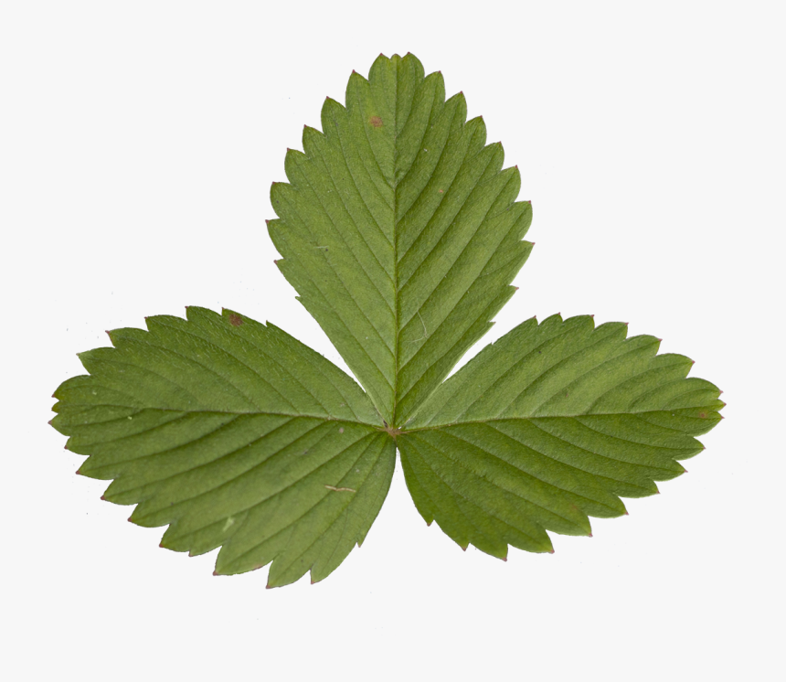 Vegetation Strawberry 04 - Afp Commissary And Exchange Service Logo, HD Png Download