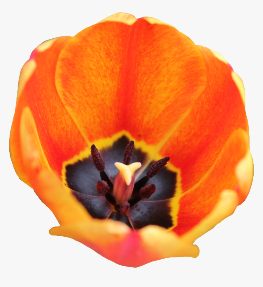 Flax-leaved Tulip, HD Png Download