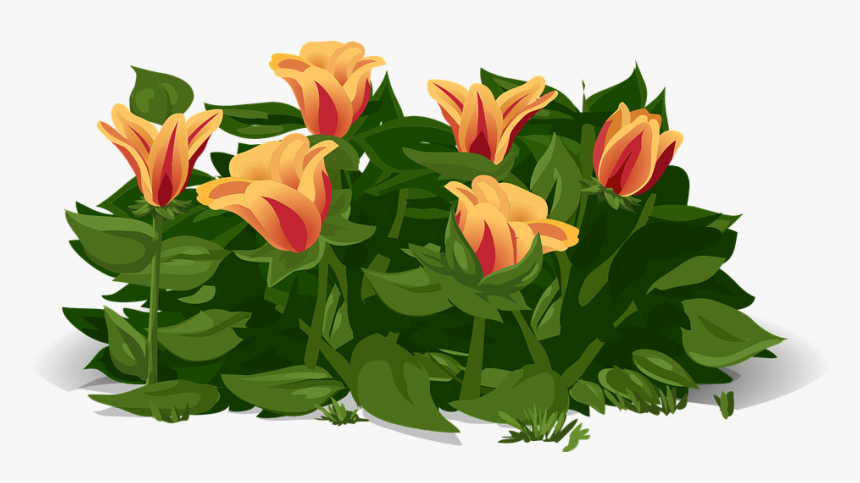 Tulips, Flowers, Plants, Yellow, Red, Petals, Orange - Gelukkige Lente Dag, HD Png Download