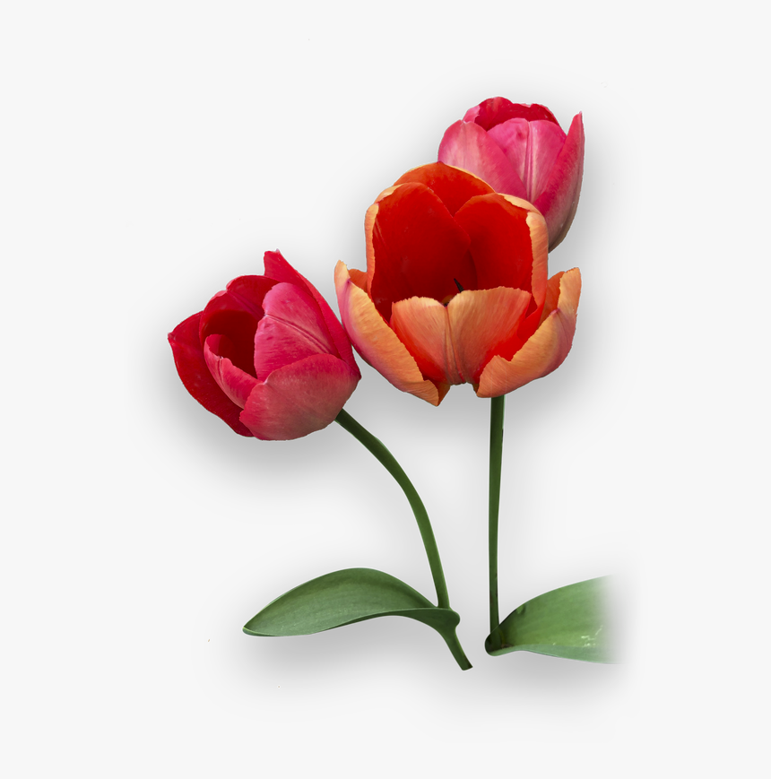 Picture - Tulip, HD Png Download