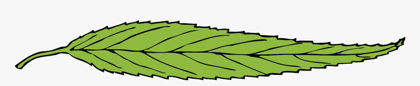 Thin Leaf, HD Png Download