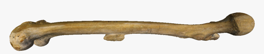 Bone Human Skeleton Femur Clip Art - Bonespng, Transparent Png