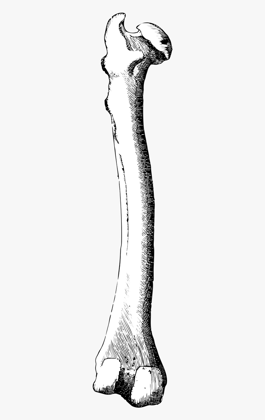 Bone Leg Bone Femur - Femur Bone Clipart, HD Png Download