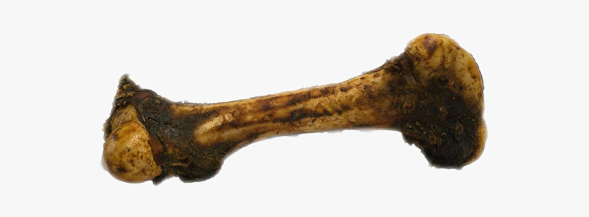 Dinosaur Bone Png, Transparent Png