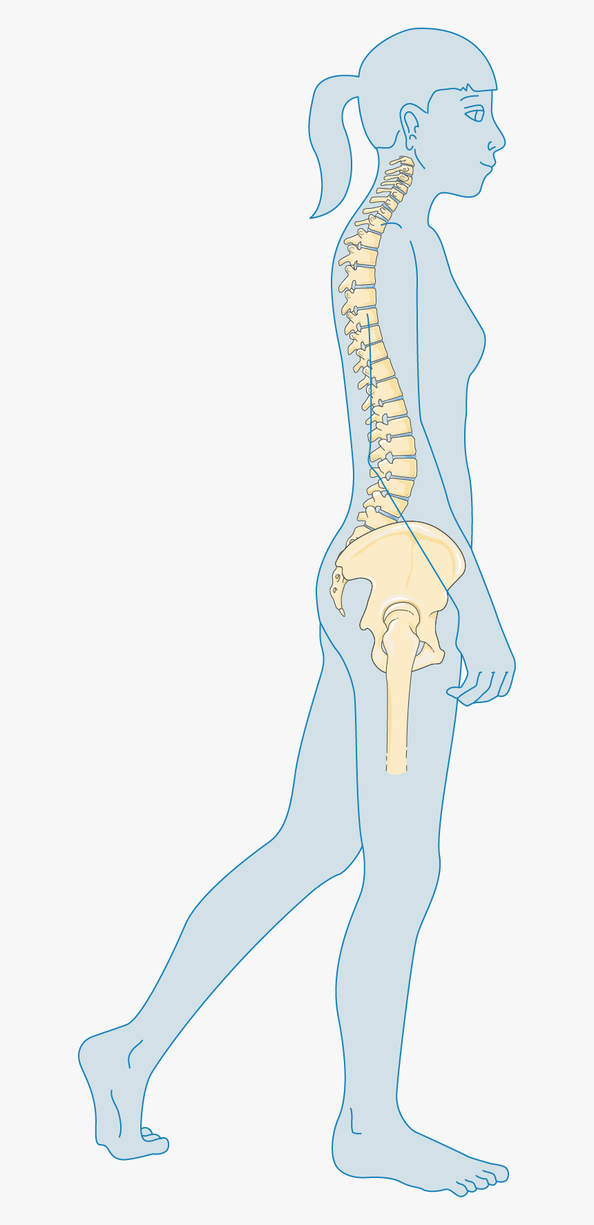 Transparent Femur Png - Osteoporosis, Png Download