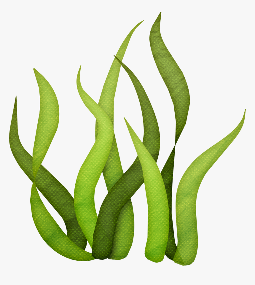 Photo By @luh - Transparent Background Seaweed Clipart, HD Png Download