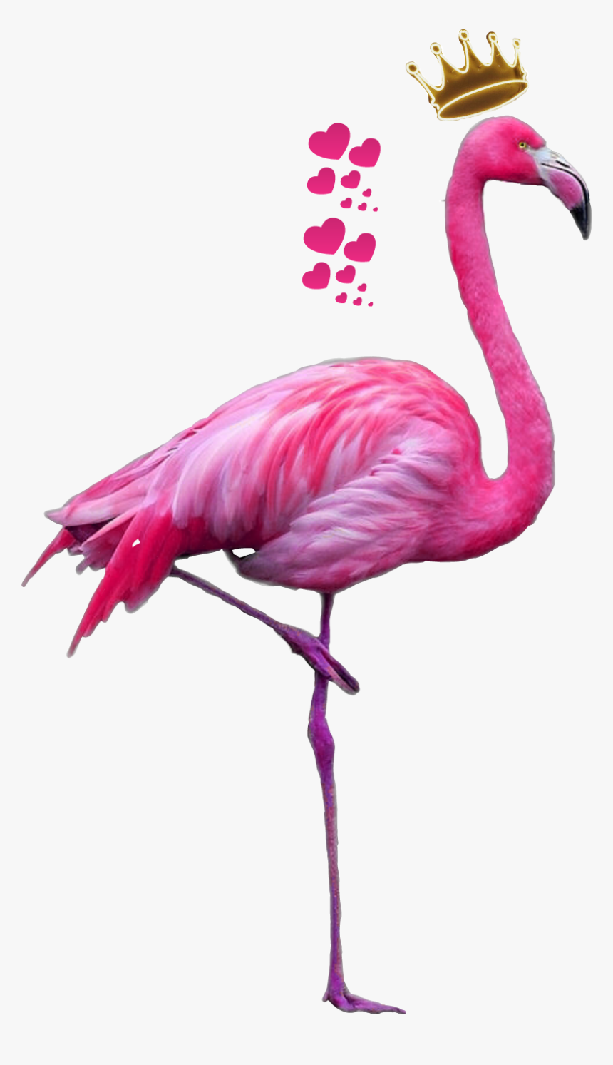 Clip Art Sticker By Alena Myxuna - Flamingo Png, Transparent Png