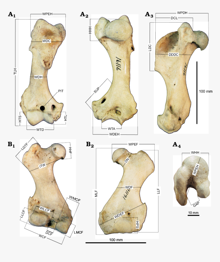 19053 - Art, HD Png Download