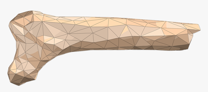 3d Femur Bone Wireframe, HD Png Download