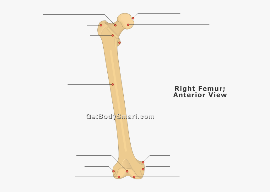 Trochanter On A Bone, HD Png Download