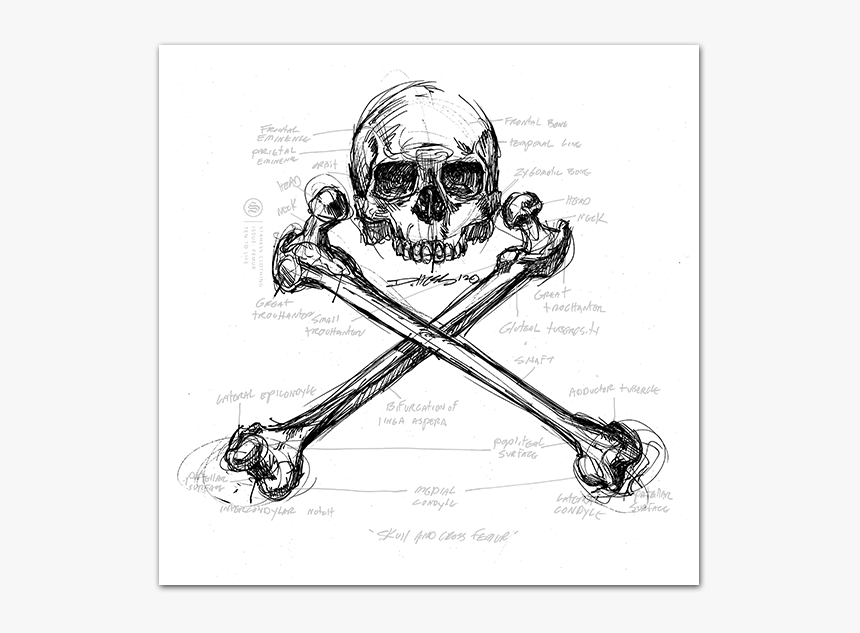 Skull, HD Png Download
