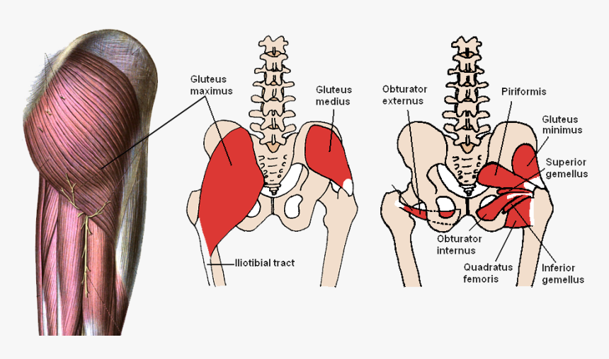 Gluteus Minimus Gluteus Medius, HD Png Download