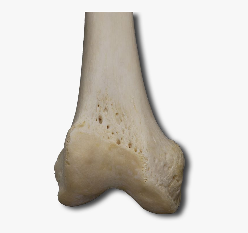 Bone, HD Png Download