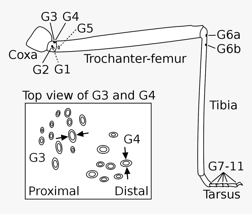 Diagram, HD Png Download