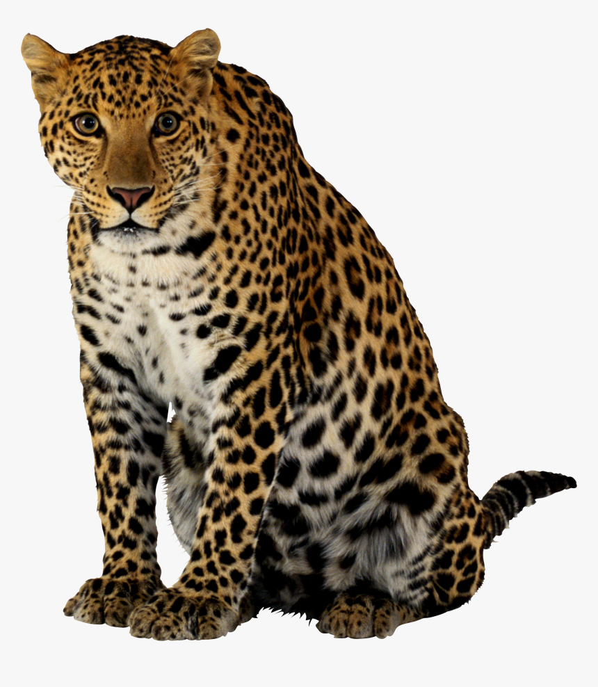 Cheetah Png - Leopardo Png, Transparent Png