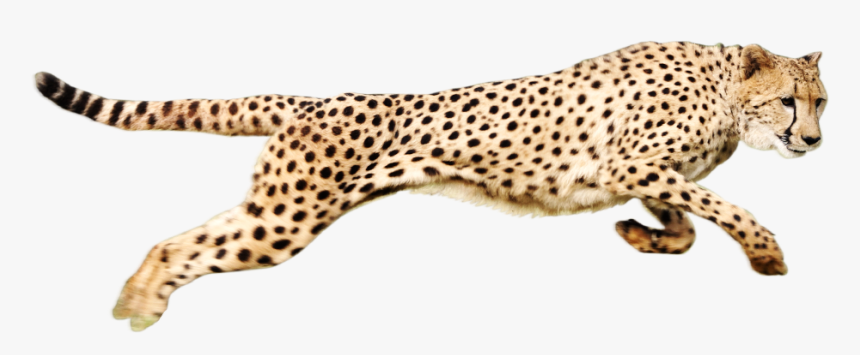 Cheetah Png, Transparent Png